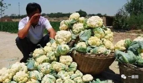 專業(yè)代辦助農(nóng)銷售 萵筍與沃柑200噸高效售罄并即時(shí)結(jié)款